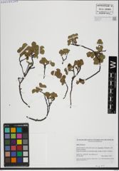 Foto von Salix herbacea L.